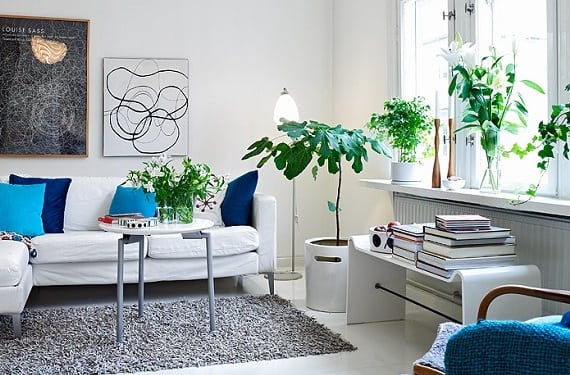 5-errores-plantas-interior-gardeneas-lugar