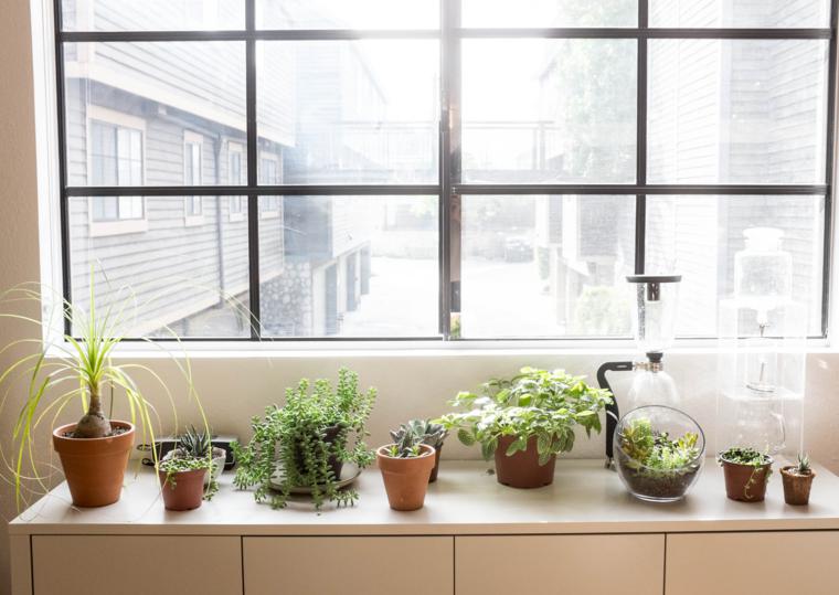 5-errores-plantas-interior-gardeneas-temperatura