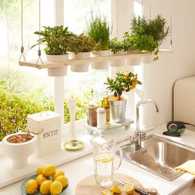 5-errores-plantas-interior-gardeneas-cocina