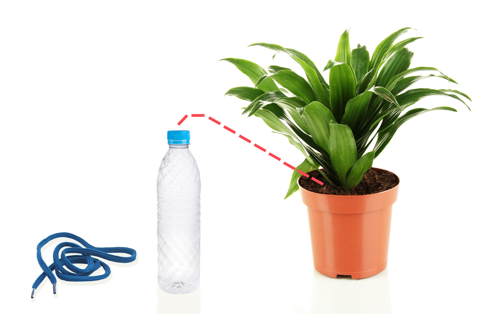 5-errores-plantas-interior-gardeneas-riego