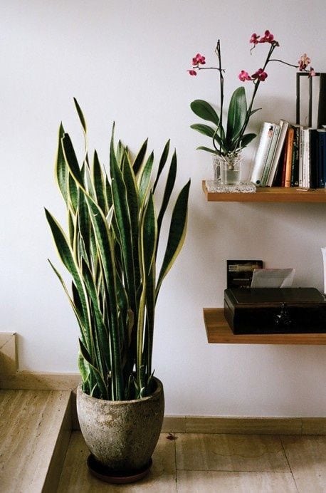 5-errores-plantas-interior-gardeneas-lugar