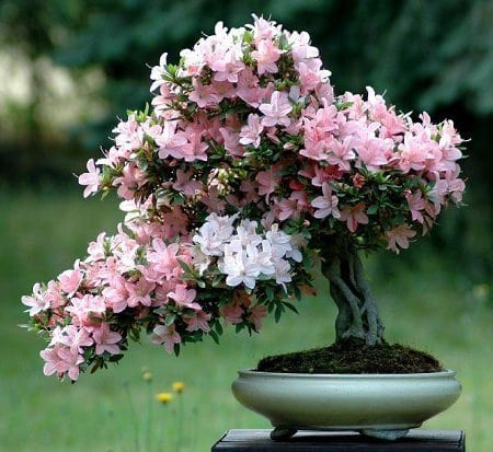 diccionario-jardineria-gardeneas-calcífuga