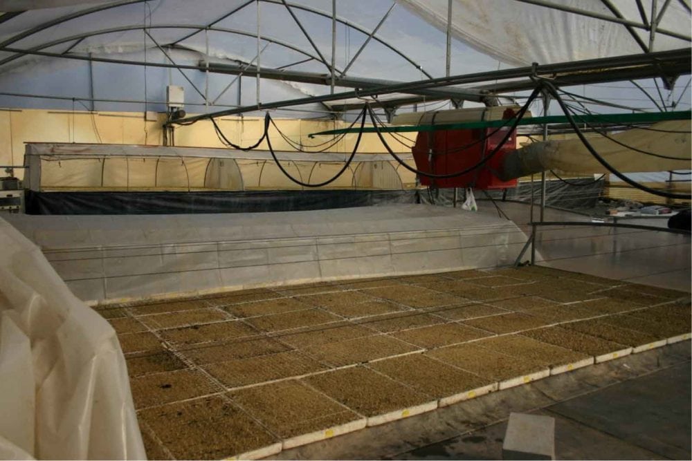 Consejos para cuidar el huerto urbano en enero
