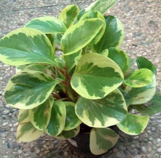 diccionario-jardineria-gardeneas-abigarrado