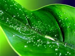 diccionario-jardineria-gardeneas-abono-foliar