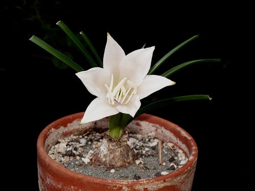 diccionario-jardineria-gardeneas-acaule