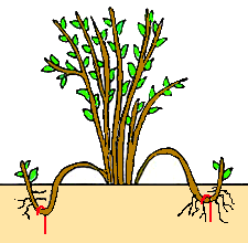 diccionario-jardineria-gardeneas-acodar