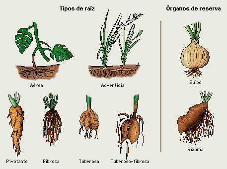 diccionario-jardineria-gardeneas-adventicia