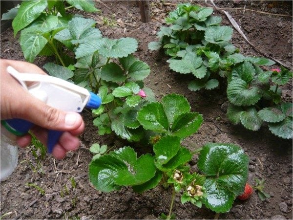 hongos-que son-eliminarlos-gardeneas-aerosol