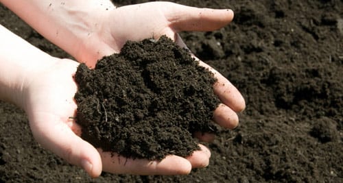 diccionario-jardineria-gardeneas-alcalina