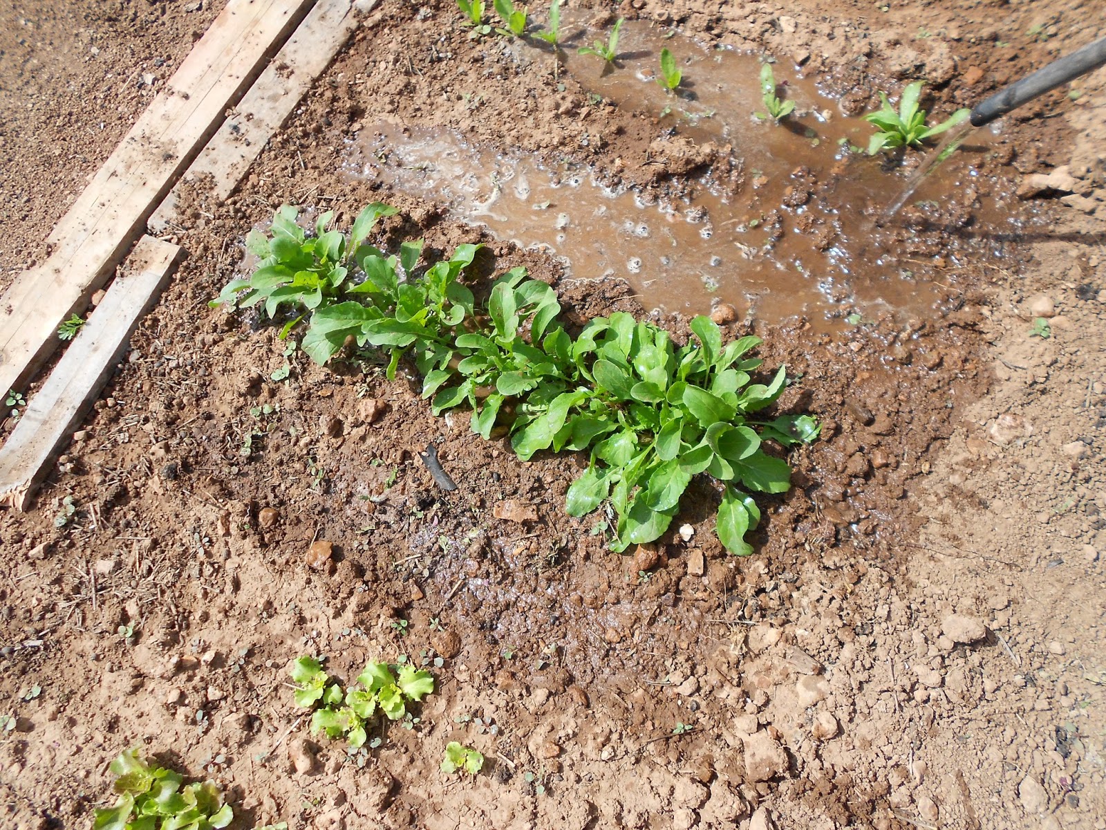 diccionario-jardineria-gardeneas-almaciga
