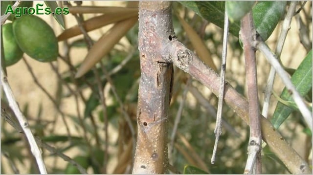 diccionario-jardineria-gardeneas-barrenillo