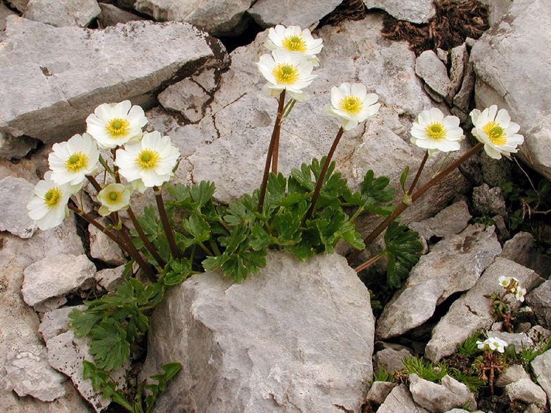 diccionario-jardineria-gardeneas-calcicola