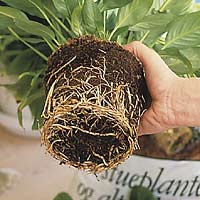 diccionario-jardineria-gardeneas-cepellon
