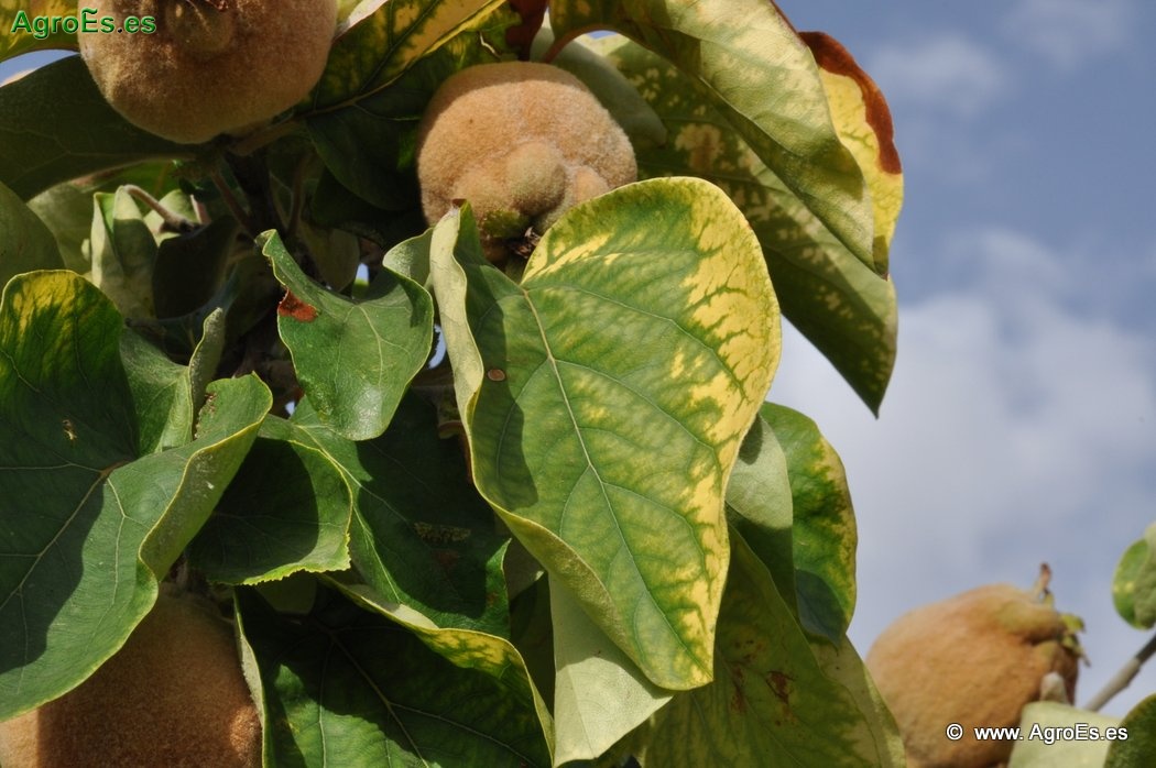 diccionario-jardineria-gardeneas-clorosis