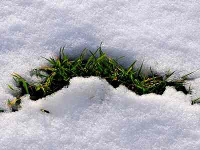 como-cuidar-cesped-invierno-nieve