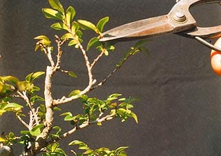diccionario-jardineria-gardeneas-despuntar