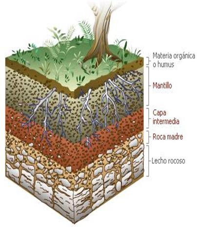 diccionario-jardineria-gardeneas-edafologia