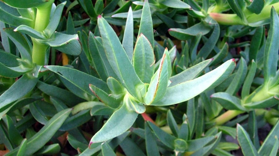 diccionario-jardineria-gardeneas-esclerofila
