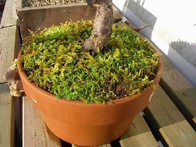 diccionario-jardineria-gardeneas-esfango
