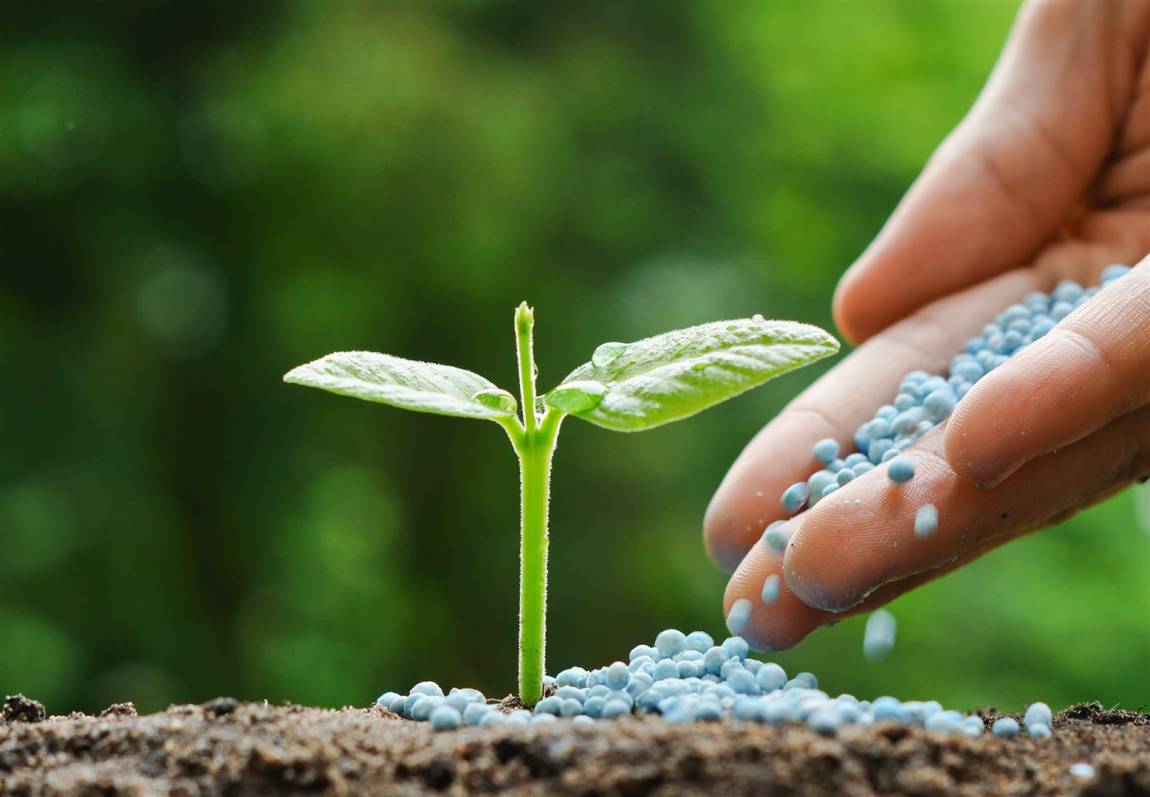 diccionario-jardineria-gardeneas-floracion