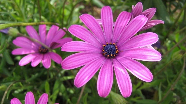 diccionario-jardineria-gardeneas-floracion