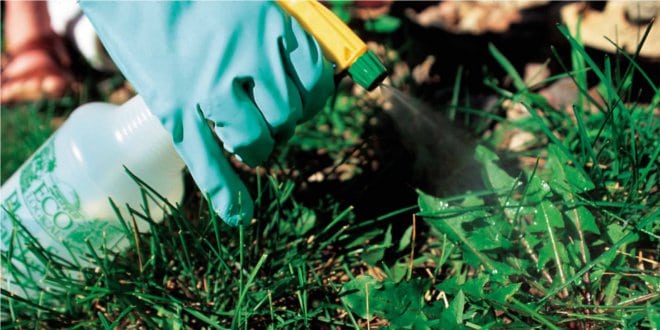 diccionario-jardineria-gardeneas-herbicida
