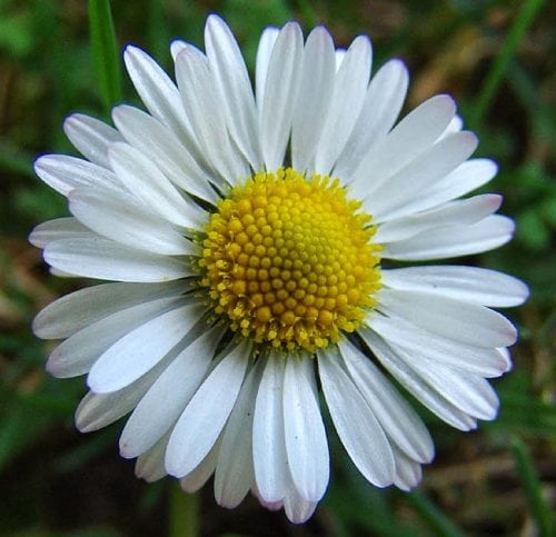 diccionario-jardineria-gardeneas-inflorescencia
