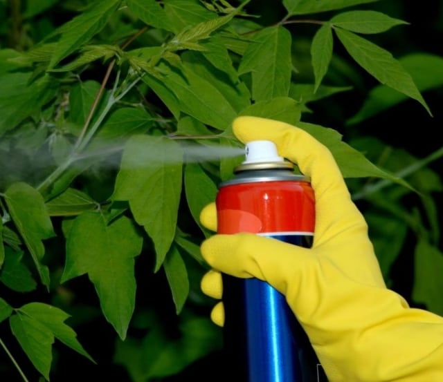 diccionario-jardineria-gardeneas-insecticidas