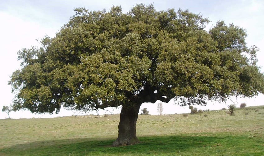 diccionario-jardineria-gardeneas-perenne-encina