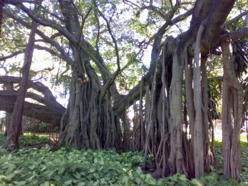 diccionario-jardineria-gardeneas-raices-aereas