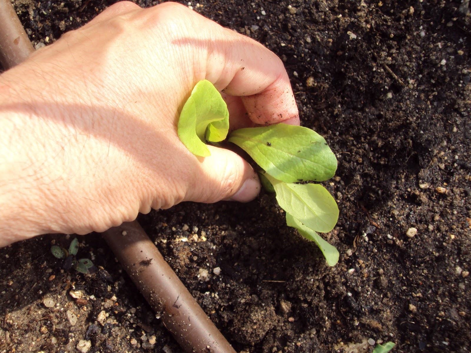 diccionario-jardineria-gardeneas-trasplante