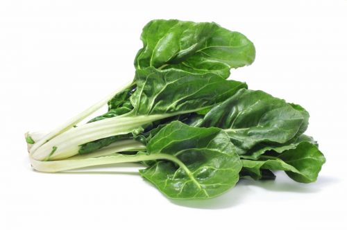 acelga para cultivar en diciembre en casa
