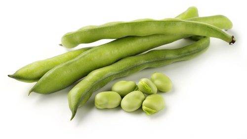 las habas es una verdura que podemos cultivar en diciembre