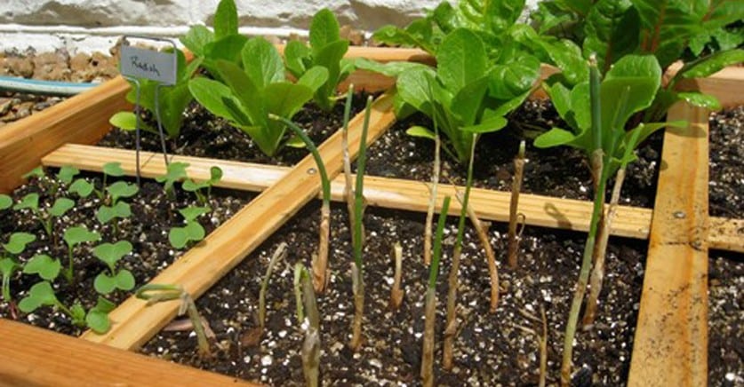 huerto_urbano-guía-gardeneashuerto_urbano-guía-gardeneas