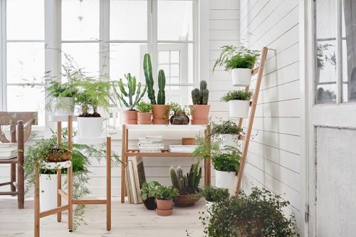 5-errores-plantas-interior-gardeneas