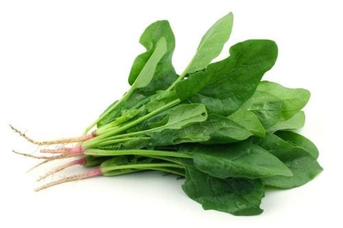 vegetales para plantar en mayo junio espinacas vegetales para plantar en mayo junio espinacas