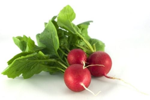vegetales para plantar en mayo junio rabanitos vegetales para plantar en mayo junio rabanitos