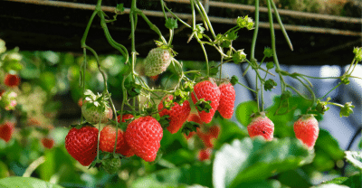 huerto-riego-aspersor-cultivo-alimentos-fruta-fresas Riego-Aspersión