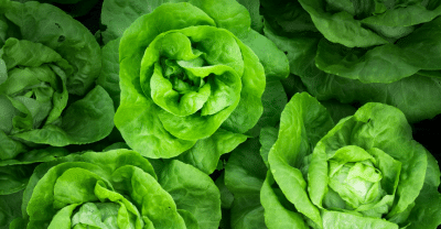 Qué-cultivar-en-agosto