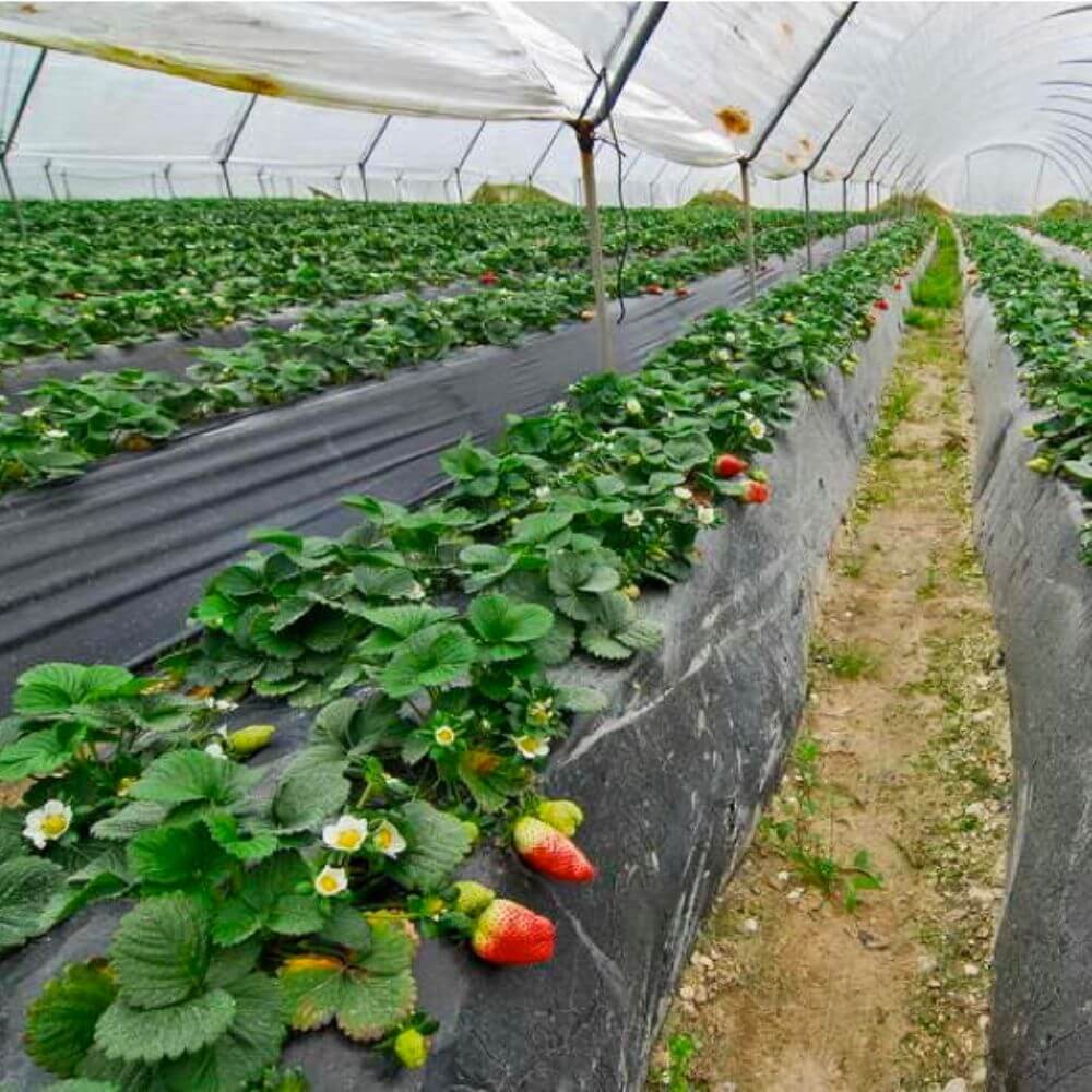 Plástico-negro-siembra-huerto-invernadero-cultivo-agrcicultura Plástico-negro-siembra-huerto-invernadero-cultivo-agrcicultura