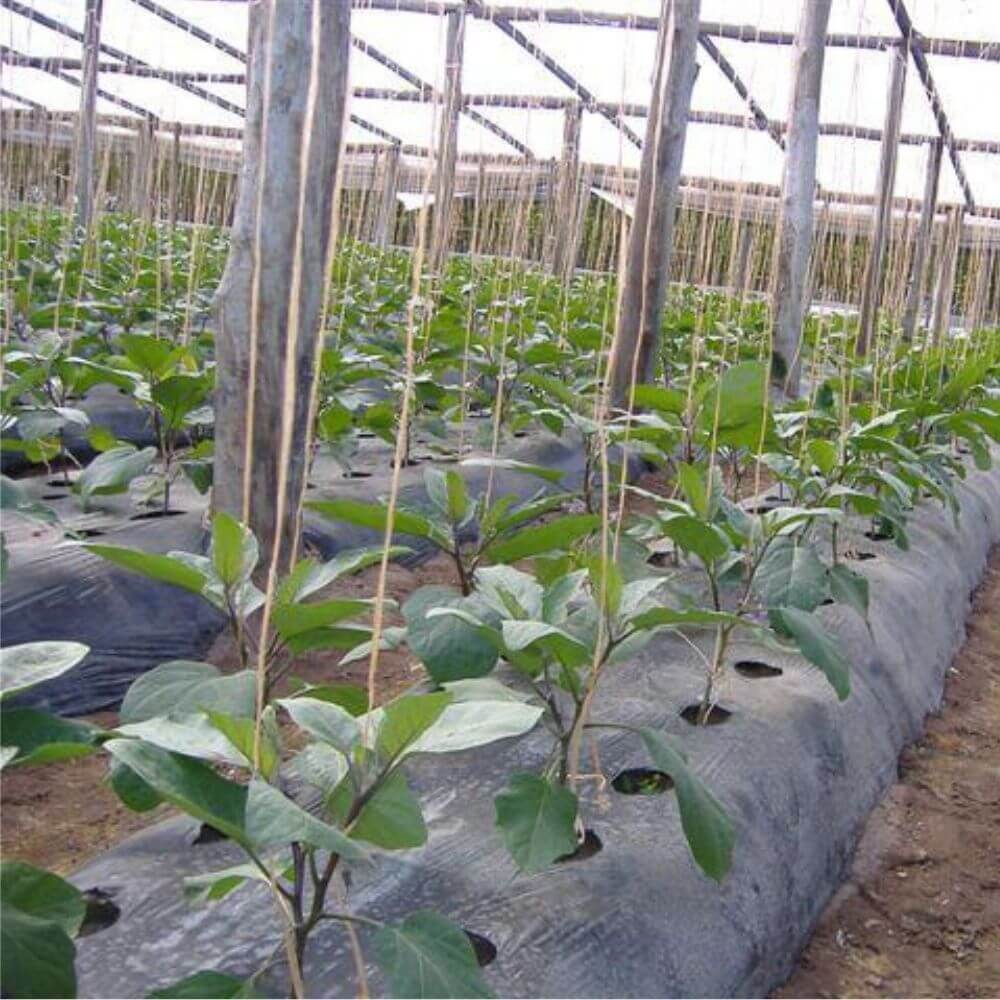Plástico-negro-siembra-huerto-invernadero-cultivo-agrcicultura Plástico-negro-siembra-huerto-invernadero-cultivo-agrcicultura