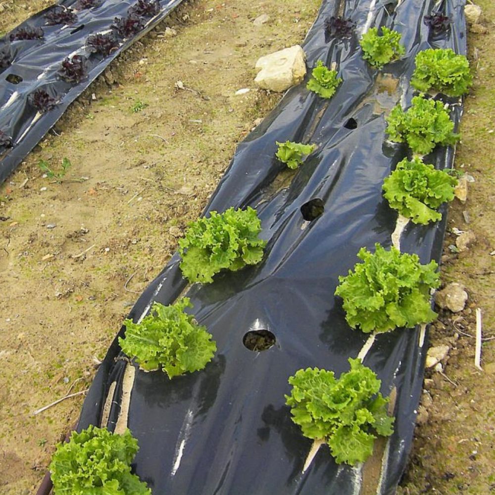Plástico-negro-siembra-huerto-invernadero-cultivo-agrcicultura Plástico-negro-siembra-huerto-invernadero-cultivo-agrcicultura