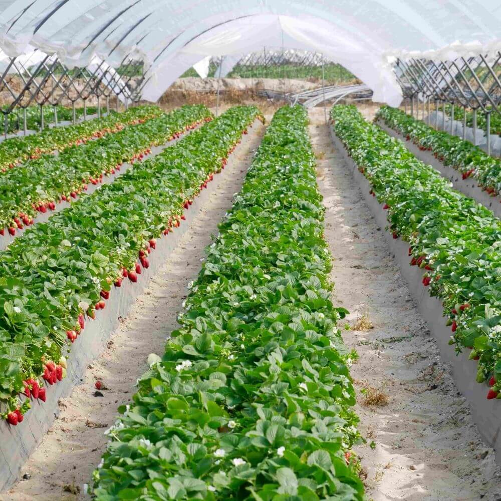 Plástico-siembra-huerto-invernadero-cultivo-natural-agrcicultura Plástico-siembra-huerto-invernadero-cultivo-natural-agrcicultura