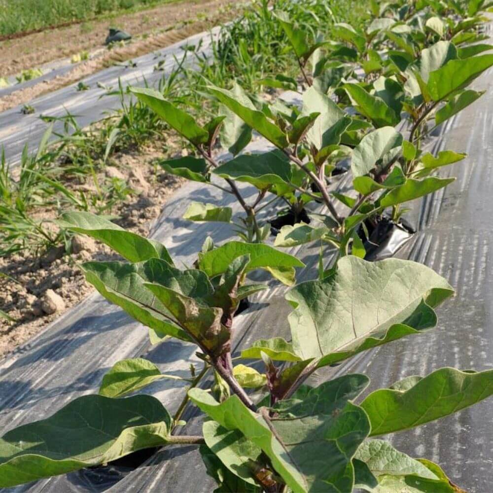 Plástico-negro-siembra-huerto-invernadero-cultivo-agrcicultura Plástico-negro-siembra-huerto-invernadero-cultivo-agrcicultura
