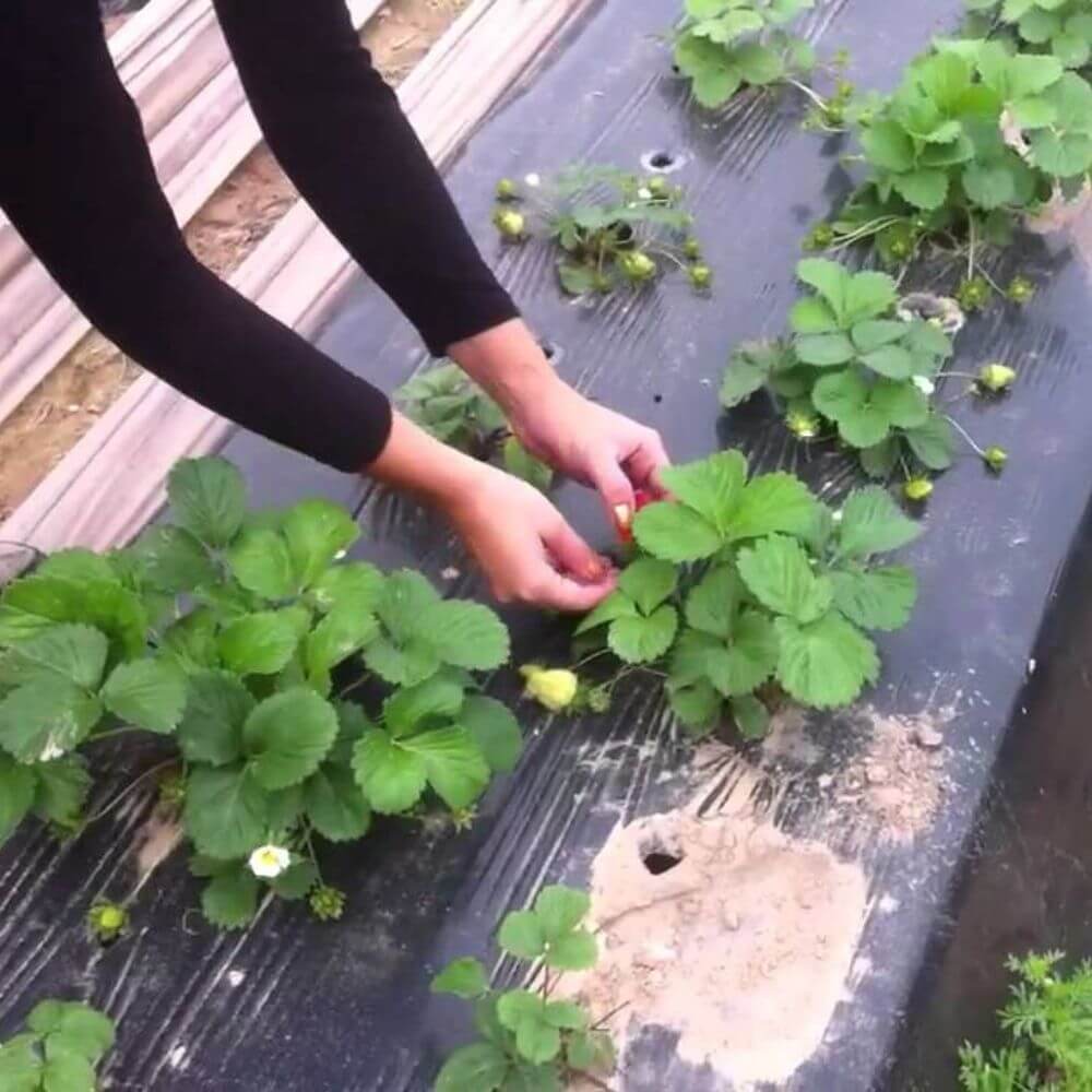 Plástico-negro-siembra-huerto-invernadero-cultivo-agrcicultura Plástico-negro-siembra-huerto-invernadero-cultivo-agrcicultura