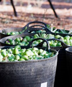 Mantón-recogida-aceituna