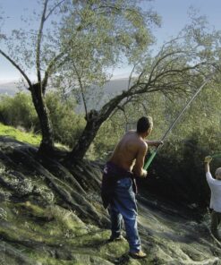 Mantón-para-recoger-aceitunas