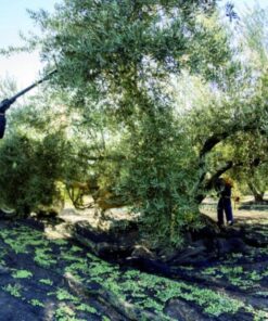 Mantón-para-recoger-aceitunas