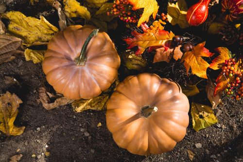 cultivar-verduras-otoño